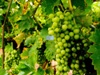 Виноградники продажа в Италии